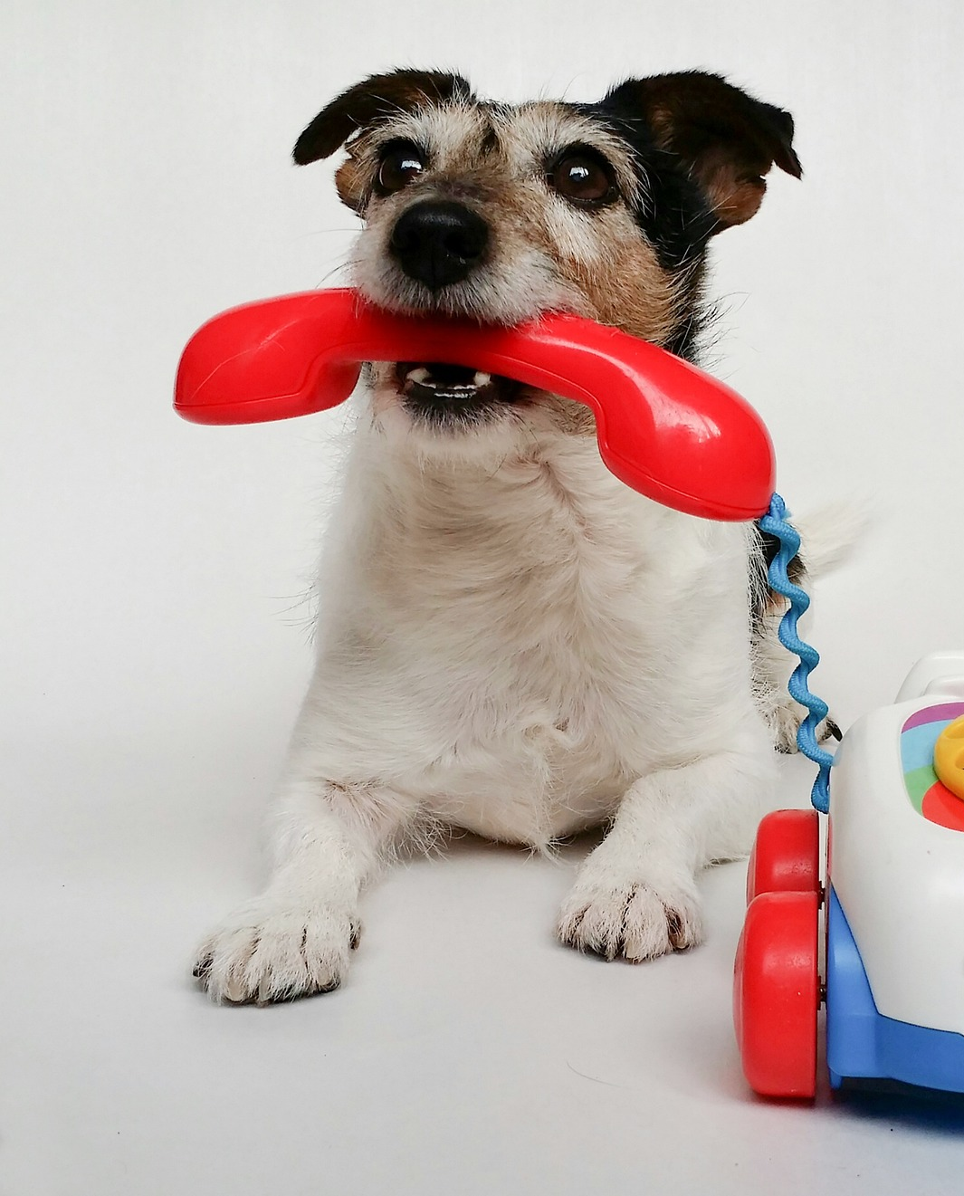 Пес держит телефон в зубах