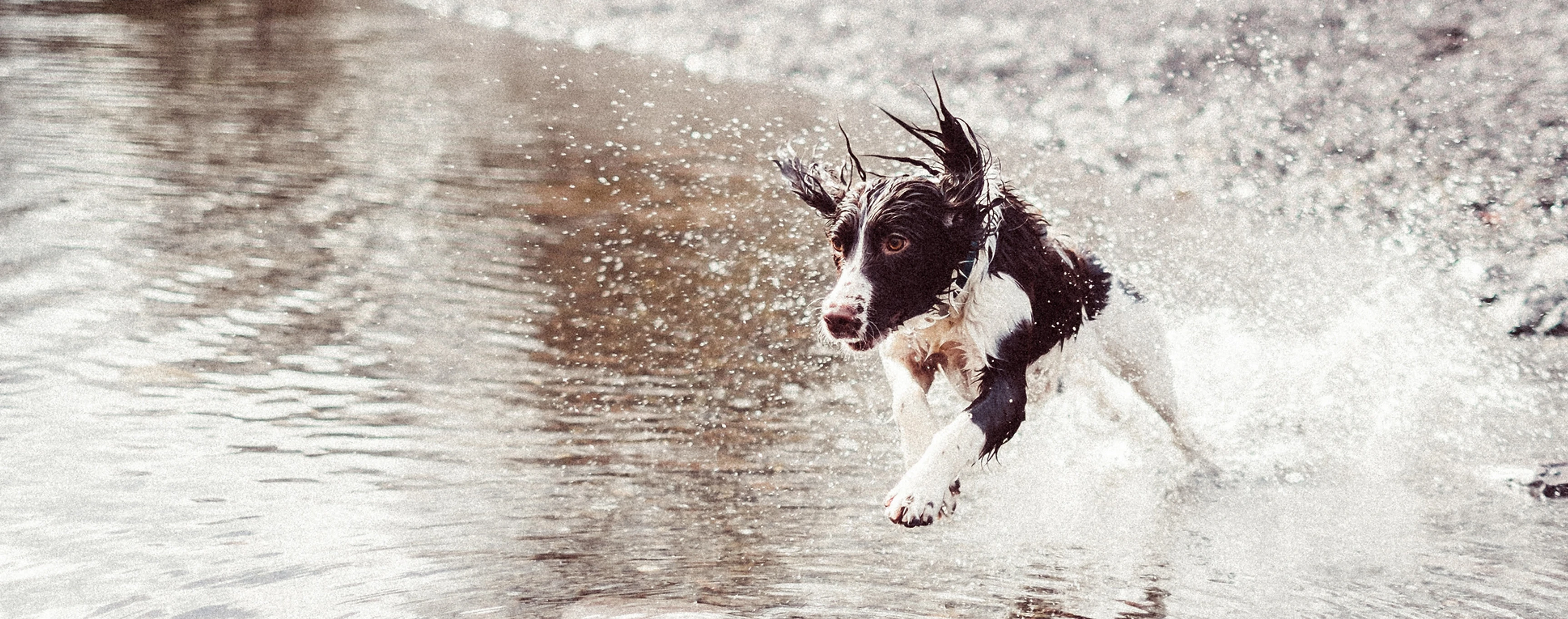 Веселый пес в траве словил мяч
